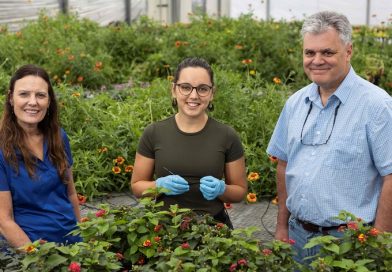 UF/IFAS busca proteger a los polinizadores